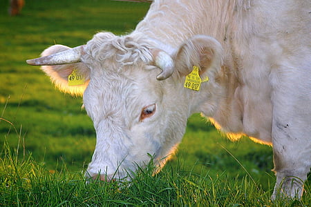 vaches heureux, viande bovine, lait de vache, vaches, bovins, Bio, viande biologique