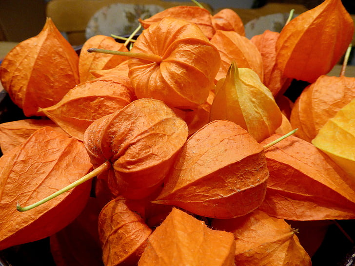 lampignonblume, arancio, fiore, chiudere, decorazione, secchi, foglia