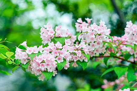 natural, plant, mountain, green, flowers, pink, weigela
