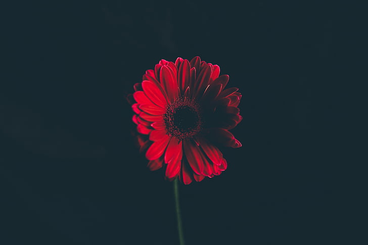 red, flower, shallow, capture, photography, petal, floral