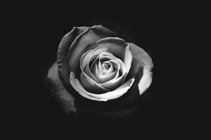 black-and-white, bloom, blossom, flower, petals, rose
