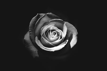 grayscale, foto, naik, bunga, bunga, mawar, kelopak