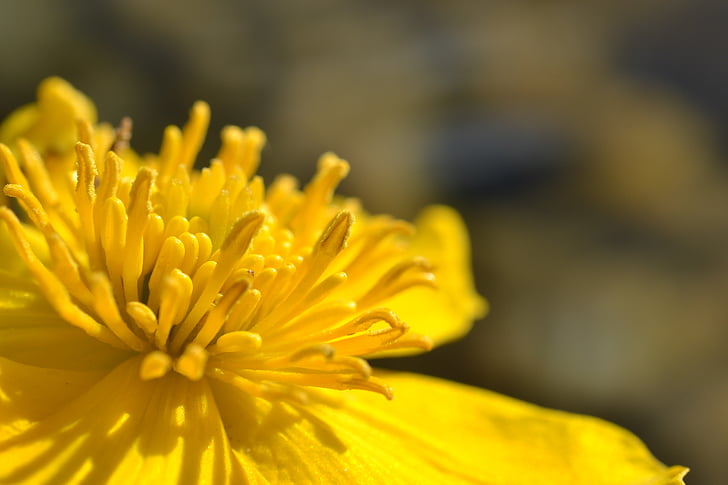Pelkinė Puriena, gėlė, tvenkinys, geltona, žiedlapiai