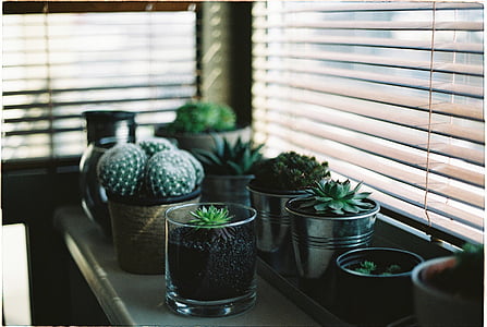 plant, garden, flower, cactus, green, flowerpot, table