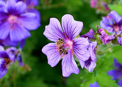 Cranesbill, Pszczoła, wiosna, kwiat, Bloom, nektar, pyłek
