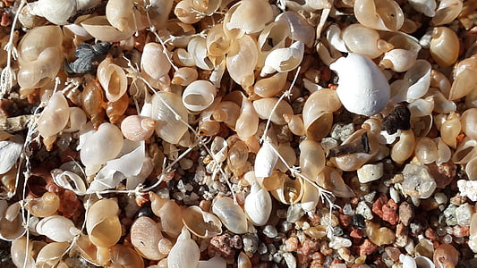 schelpen, strand, shell, zomer, kust, natuur, voedsel