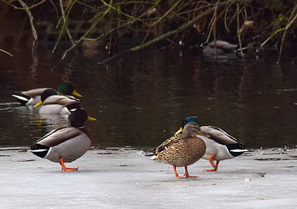 frozen pond, ducks, water bird, drake
