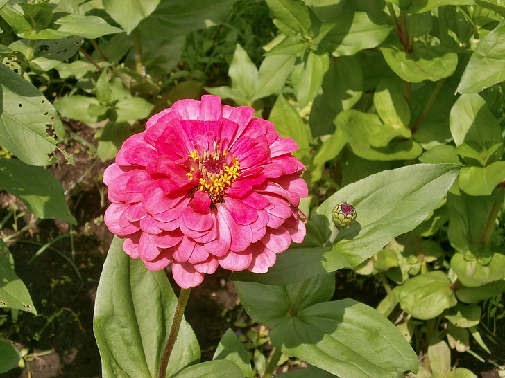 Zinnia elegans, Zinnia, flor rosa