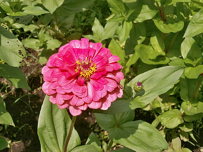 Zinnia elegans, Zinnia, fleur rose