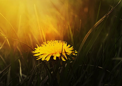 galben, petale, floare, iarba, Păpădie, creşterea, natura