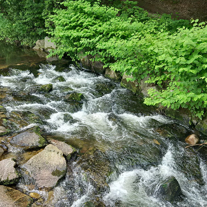 River, sujuvasti, virtaa vettä, Schwarzwaldin