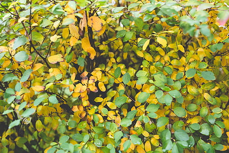 листья, лист, Осень, Осень, маленький, Многие, маленький
