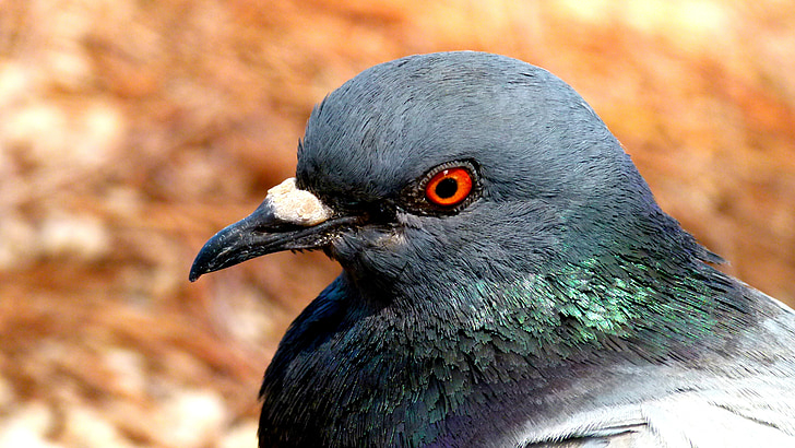 pigeon, bird, nature