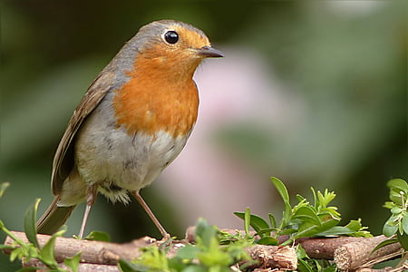 Robin, erithacus rubecula, putns, Songbird, dārza, kas meklē barību, daba