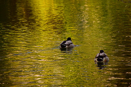 duck, water, animal, bird, water bird, pond, wild ducks