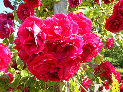 Сад, розы, плетистые розы, Роза решетка, Цветы, Блум, розовый