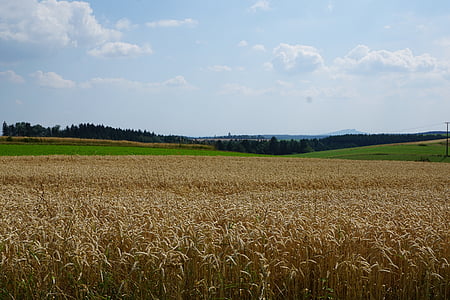 bidang, padang rumput, gandum, panen, musim panas, kuning
