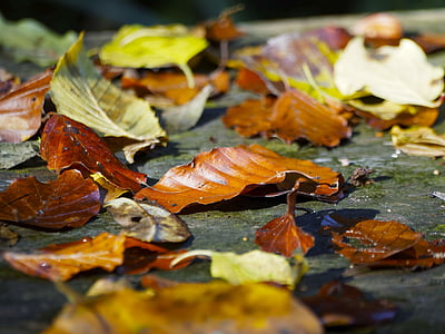 잎, 잎의 카펫, 붉은 잎, 가 잎, 가 잎, 죽은 잎, 가