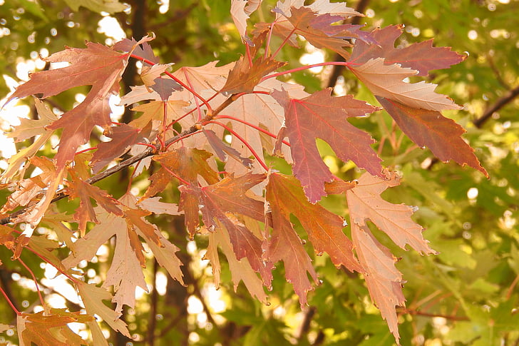 листя, різнобарвні листя, колір восени, вийти