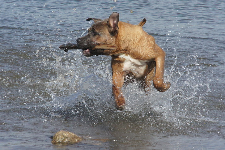 hunden, vann, hente, Sommer, svømming, leketøy, aktivitet