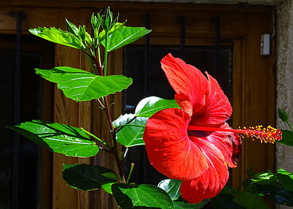 Hibiscus, naturen, blomma, röd, trädgård, Flora