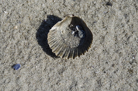 shell, Seashell, Clam, Oceaan, zand, strand