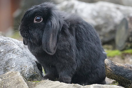 dwarf rabbit, rabbit, nager, hare, pet, ears, cute