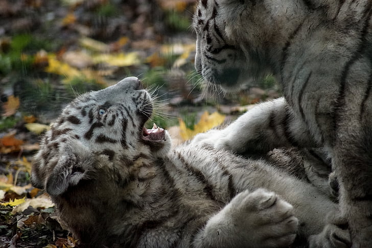 tiger, white, cub, play, wild, wildlife, cat