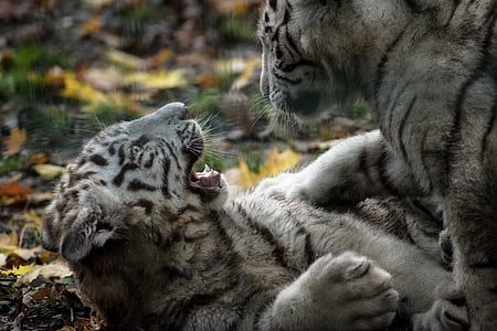 Tiger, biela, mláďa, hrať, divoké, voľne žijúcich živočíchov, mačka