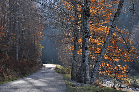 estrada, pequena montanha, Outono, Pyrénées, Espanha, Huesca, Cor