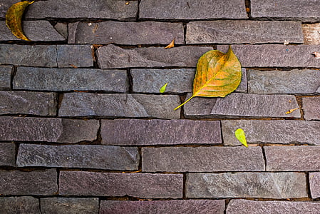 dinding batu, tekstur, musim gugur, daun, Metope, dedaunan