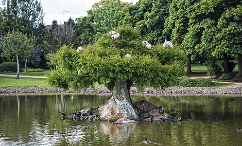 tree, garden, lake, pond, ibis, nature, green