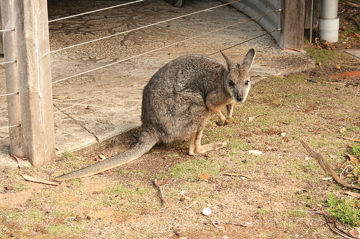 дребна порода кенгуру, Австралия, природата, животни, животните, кученце, Сладко