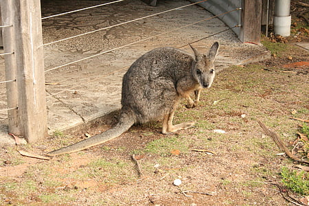 Wallaby, Australia, Luonto, eläimet, eläinten, pentu, Makea