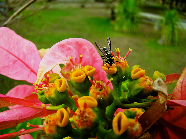 color, red, green, yellow, black, flower, bug
