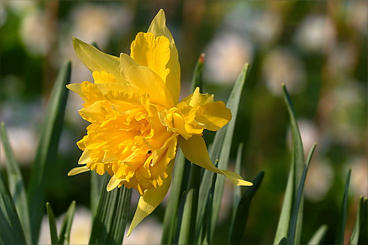 Жёлтый нарцисс, цветок, Нарцисс весной, Сад