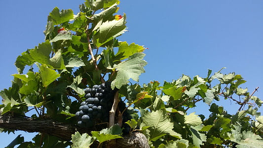 Petrolina, północny wschód, Winnica, winogron, winogron, Rolnictwo, winorośli