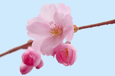 kirsikankukkia, kirsikka, kukka, Kukinto, vaaleanpunainen, Luonto, kevään