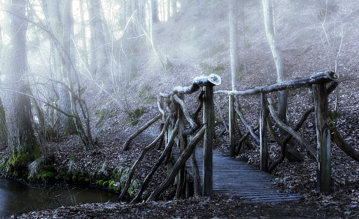 Bridge, màu sắc, sương mù, mây mù, cây cầu bằng gỗ, rừng, Ngày