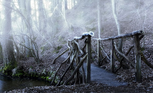 bridge, color, the fog, haze, wooden bridge, forest, day