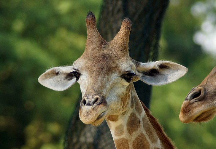 giraffe, young animal, close, head, animal