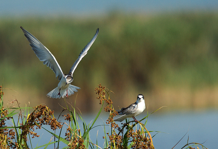 common tern, sterna hirundo, bird, fly, birds, wings, feather