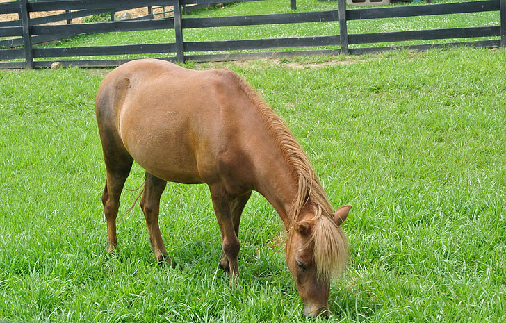 paard, gras, zomer