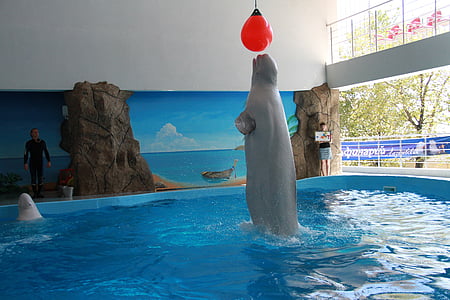 Kardszárnyú delfin, delfinárium, trükkök