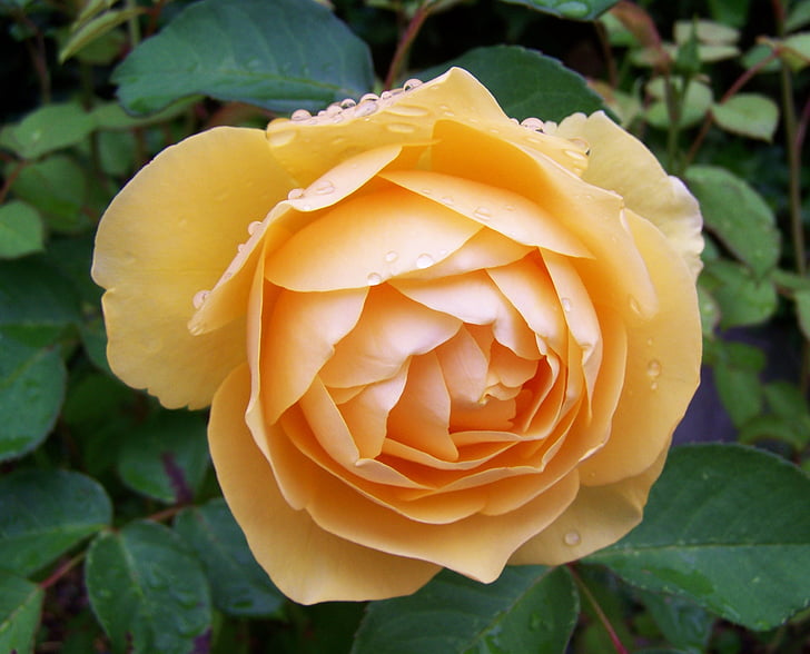 Sárga Rózsa, nyári virág, virágoskert