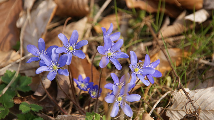 jaro, modrá, fialová, květy, malé květy, wildflower, modrý květ