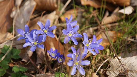 musim semi, biru, ungu, mekar, bunga kecil, bunga liar, biru bunga