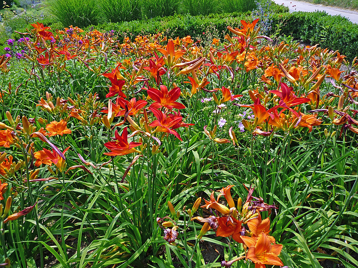 fiori, pianta, Blossom, Bloom, fiore, natura, primavera