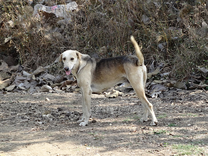 perro guardián, perro de guardia, hulukoppa, India, protector de la, perro, canino