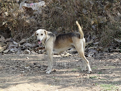 cơ quan giám sát, con chó bảo vệ, hulukoppa, Ấn Độ, bảo vệ, con chó, răng nanh